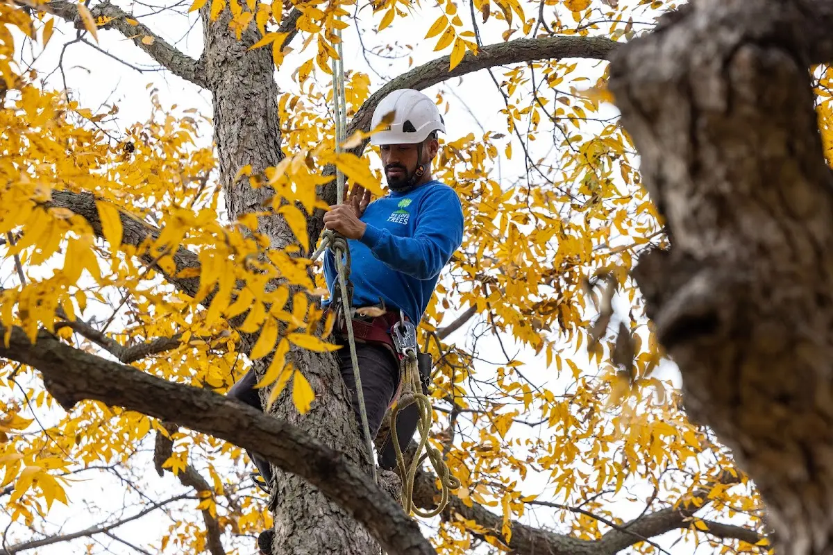 Skilled Tree Trimming crew working in San Lucas